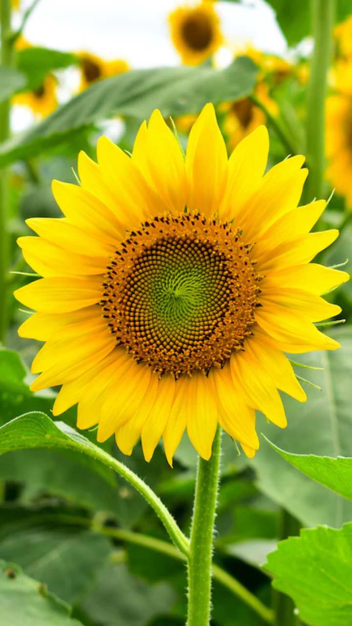 sunflower
